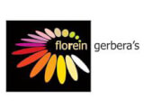 florein gerberas